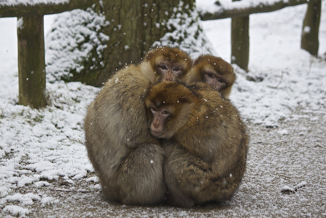 cuddly monkeys