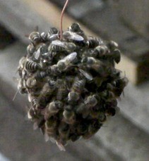 bee-ball.jpg