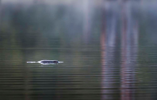 Platypus Swimming - Douglas Gimesy