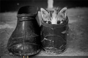 shoe-300x199.jpg