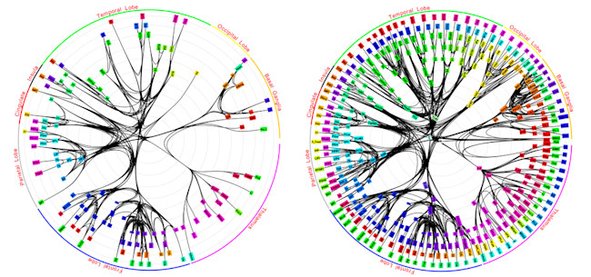 mapping-the-monkey-brain.jpg