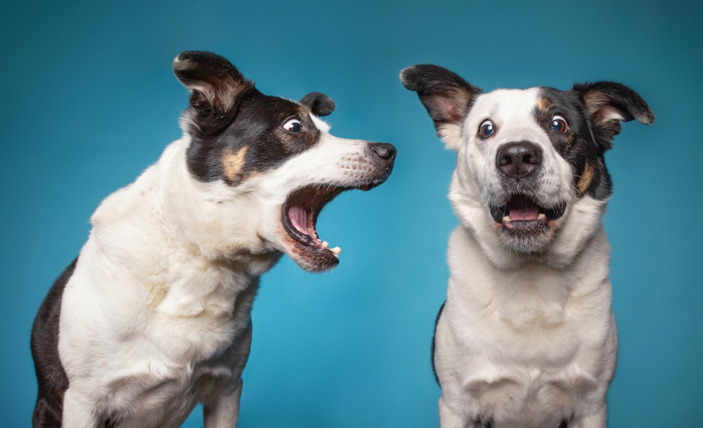 My dog barks at my store other dog