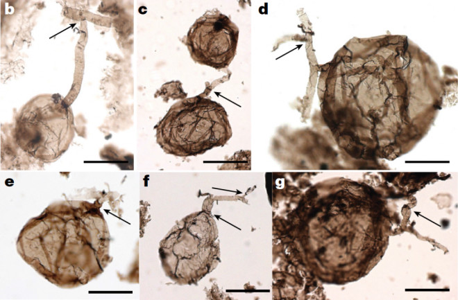 Billion Year Old Fungi Microfossil - Loron et al. 2019