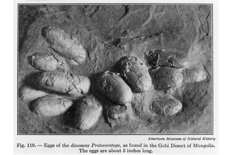 Fossil Eggshells Suggest All Dinosaurs May Have Been Warm-Blooded