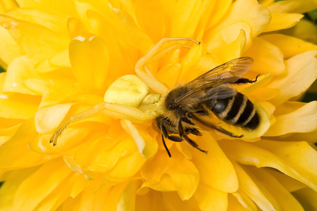 A crab spider with prey. Image by Sue Robinson / Shutterstock