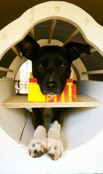 doginbore.jpg