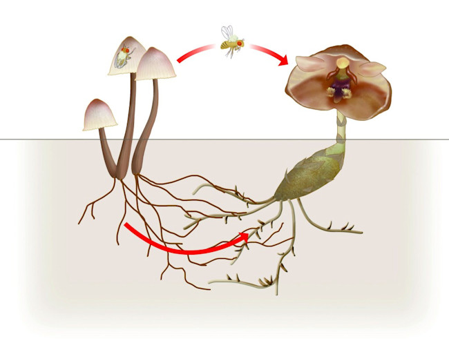 flower-mushroom-graphic-1024x804.jpg