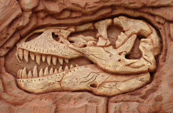 Dino skull