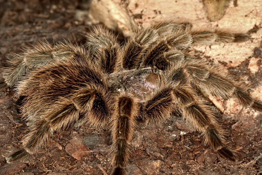 Meet 5 of the Biggest Spiders in the World