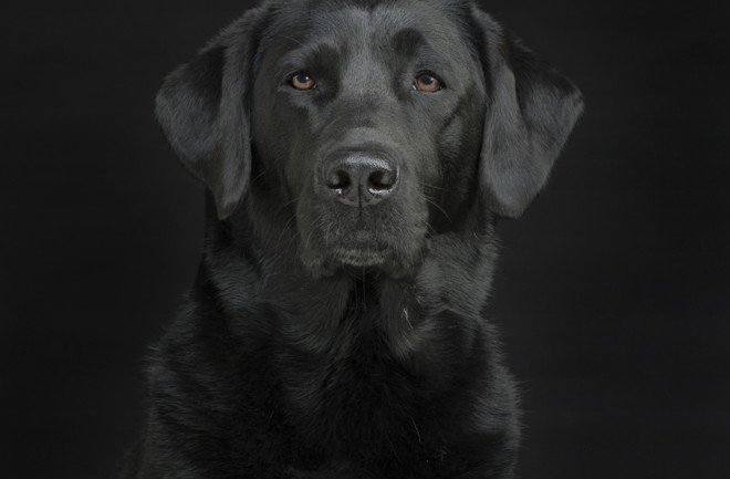 Dog Portrait - William Zuback/Discover