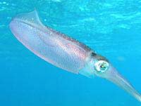 caribbean_reef_squid.jpg