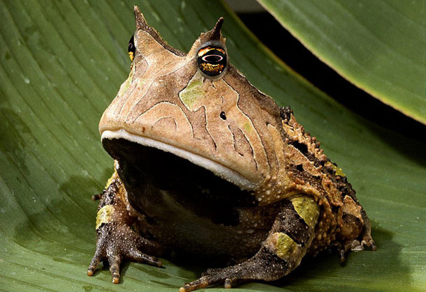 hypnotoad_irl.jpg