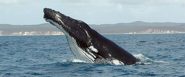 Humpback.jpg