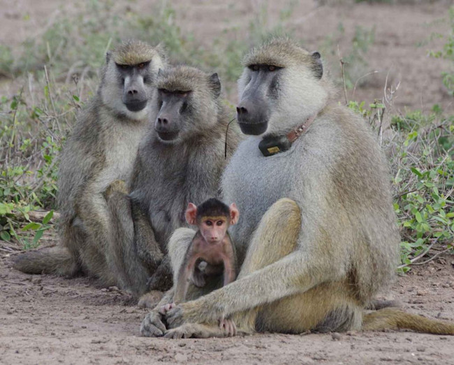 Baboons-1024x822