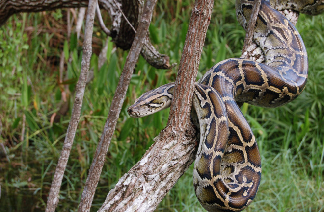 Burmese python