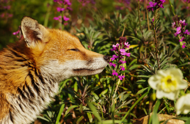 Fox in a London garden