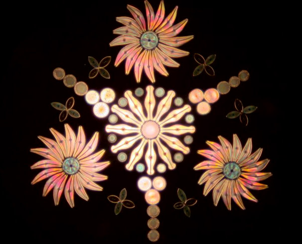 diatoms2.jpg