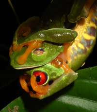 Frog-vs-frog.jpg