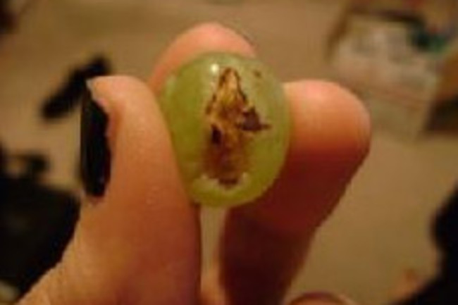 grapeidolia2.jpg