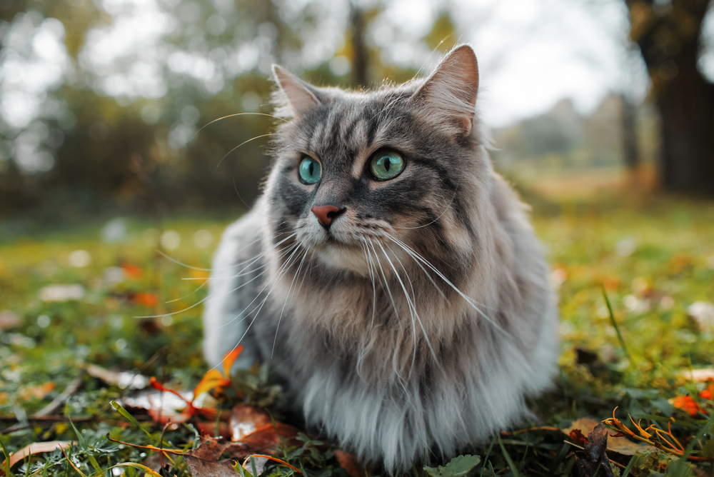 Totally free-Roaming Cats Could Be An Environmental Menace