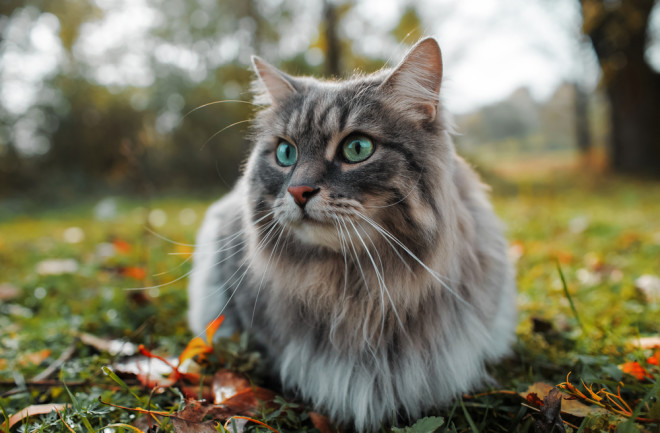 Outdoor cat