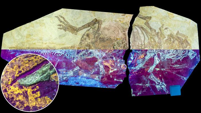 Certains dinosaures arboraient des écailles et des plumes comme avantage évolutif