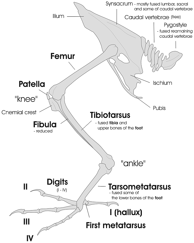 Bird_leg_and_pelvic_girdle_skeleton_EN.gif