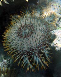 CrownofThornsStarfish.jpg