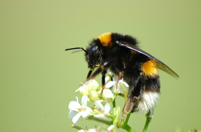 Bumble Bee Bombus terrestris - Wikimedia Commons