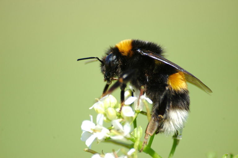 Like Humans, Bumblebees Can Recognize Objects Through Touch