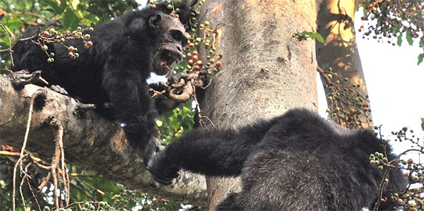 Chimpanzees.jpg
