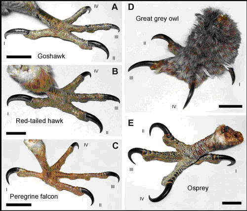 Raptorfeet.jpg