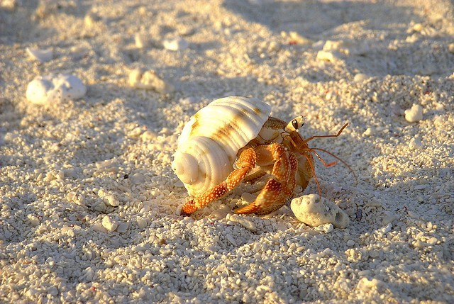 Shy Crabs Make the Most Sperm | Discover Magazine