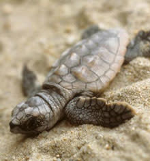baby-loggerhead.jpg
