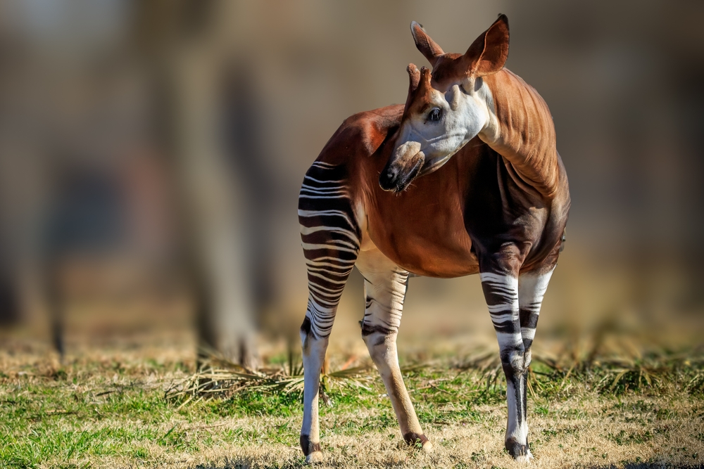 7 choses que vous voudrez savoir sur l’insaisissable okapi