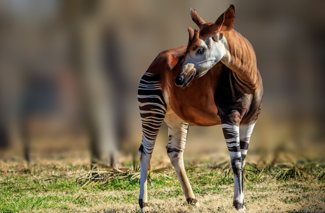 Okapi