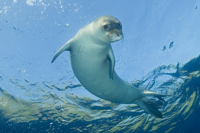 Mediterranean monk seal