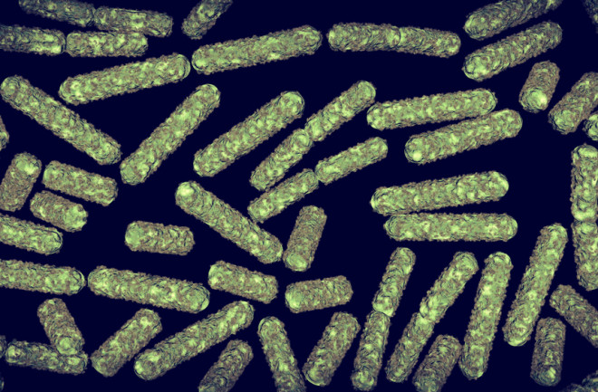 e. coli - shutterstock