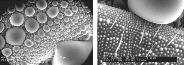 Bubbles_springtails.jpg