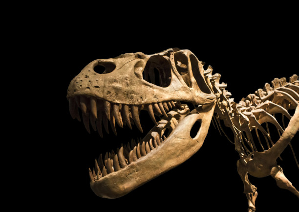 Tyrannosaurus Rex - skeleton - dinosaur - shutterstock