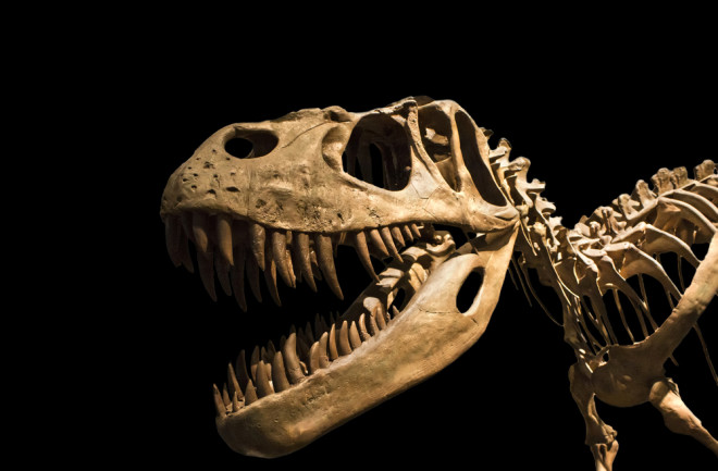 Tyrannosaurus Rex - skeleton - dinosaur - shutterstock