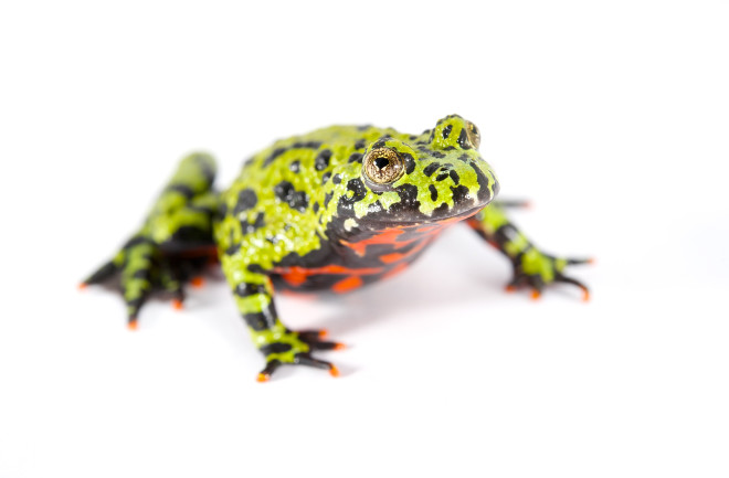 Frog - NaturePL.com