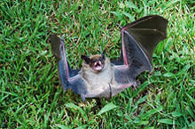 bat.jpg