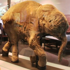 Lyuba mammoth