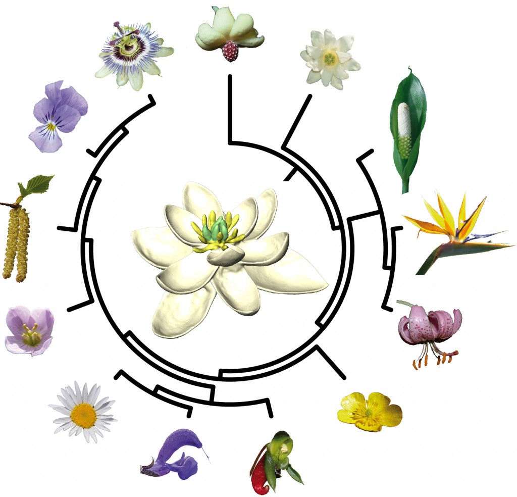 eFLOWER_NatureComm_PR_Fig2-v1-1024x984.jpg