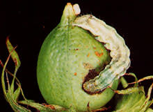 cotton-bollworm.jpg