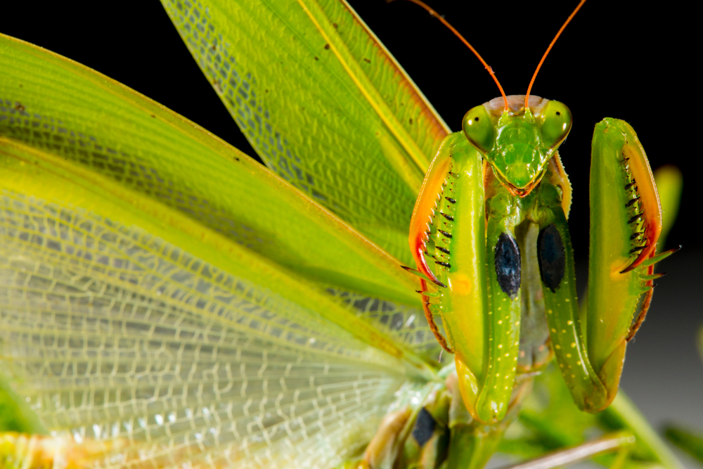 praying mantis