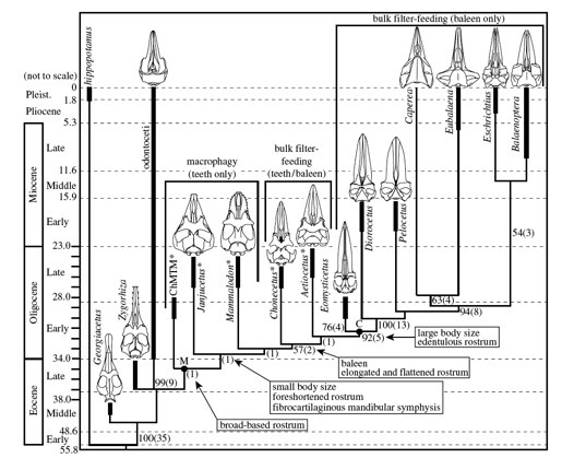 baleen%20tree%20small.jpg