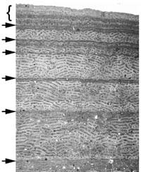 Growth-rings.jpg