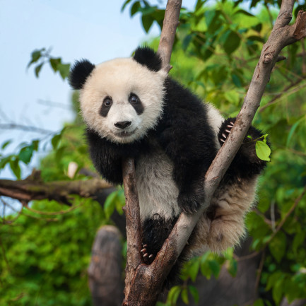 Could Pandas Be an Evolutionary Mistake—or Proof of an Intelligent ...